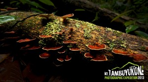 Mount Tambuyukon Expedition  